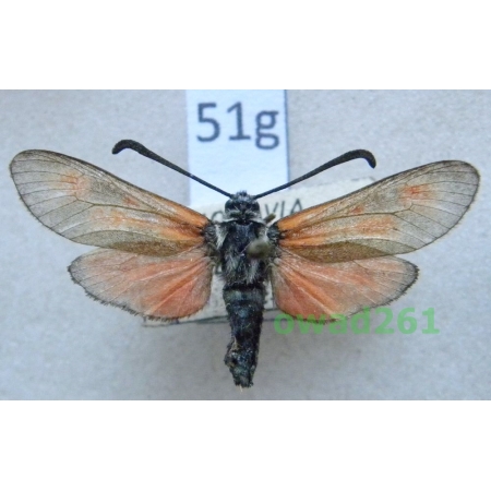 Zygaena viciae (Denis & Schiffermüller, 1775) Czech51g